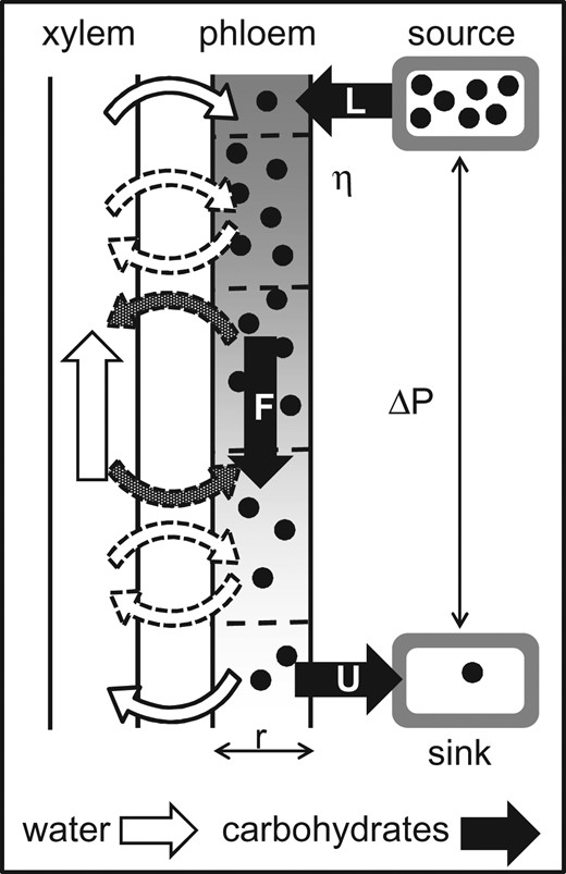 Drought impacts on tree phloem: from cell-level responses to ecological ...