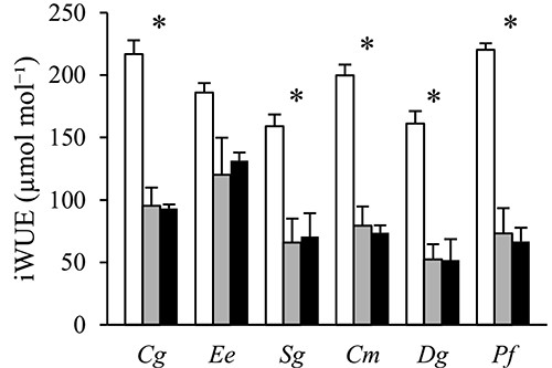 The intrinsic water-use efficiency (iWUE) determined based on leaf stable carbon isotope data from six tropical tree species grown in open (white), sparse canopy (gray) and dense canopy (black) plots. Species to the left (Cg, Ee, Sg) are shade-tolerant and species to the right (Cm, Dg, Pf) shade-intolerant. The error bars represent standard errors (n = 3). The symbol * indicates significant variation among radiation regimes within a species. Species: Carapa grandiflora (Cg), Entandrophragma excelsum (Ee), Syzygium guineense (Sg), Croton megalocarpus (Cm), Dombeya goetzenii (Dg) and Polyscias fulva (Pf).