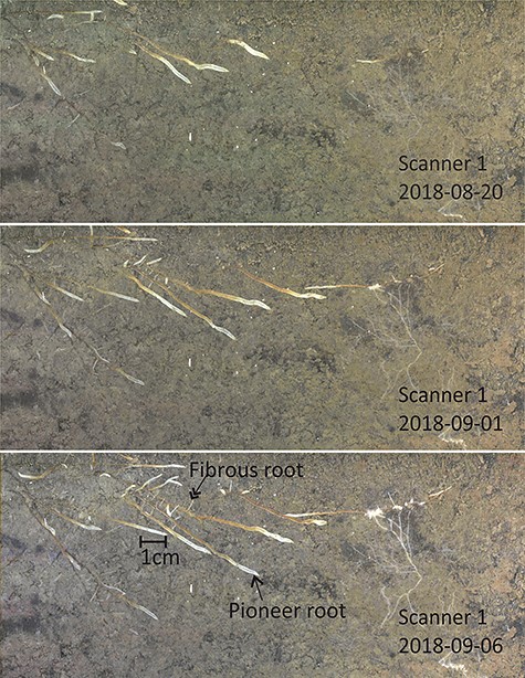 Time series images of scanner 1 on dates 20 Aug, 1 Sep and 6 Sep 2018. The images were cropped for better visual performance. The arrows indicate a pioneer root (single arrow) and a fibrous root (double arrow).
