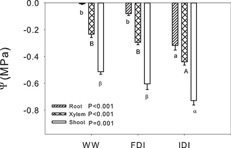 Water potential (Ψ) in different parts of the plant (mean ± SE) for the three irrigation treatments. Striped pattern, root Ψ; cross pattern, xylem Ψ; and white bars, shoot Ψ. P-values for each part of the plant are reported following simple ANOVA. For statistically significant analyses, letters denote statistical differences between treatments within a part of the plant (Tukey, P < 0.05); lowercase letters, root; uppercase letters, xylem; and Greek letters, shoot.