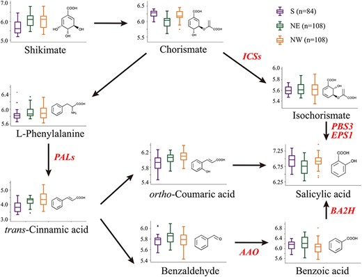Schematic diagram of SA biosynthesis. Nine metabolite features were detected through high-throughput LC–MS/MS analysis to describe the steps of metabolic conversion in SA biosynthesis. Box-plot showed the phenotypic variation across three geographic regions. Abbreviations: ICSs (ISOCHORISMATE SYNTHASEs), PBS3/IGS (avrPphB susceptible 3/ISOCHORISMOYL-GLUTAMATE SYNTHASE), EPS1/IPGL (ENHANCED PSEUDOMONAS SUSCEPTIBILTY 1/IC-9-GLU PYRUVOYL-GLUTAMATE LYASE), PALs (PHENYLALANINE AMMONIA-LYASEs), AAO (ALDEHYDE OXIDASEs), BA2H (BENZOIC ACID 2-HYDROXYLASE).