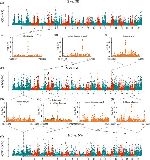 Genome regions under selection among three geographic regions. (A–C) π ratio bar plot for groups S vs NE, S vs NW and NE vs NW. (D--K) SNPs associated with metabolic traits by GWAS merged with the selected region.