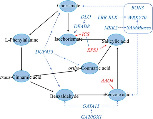 Genetic regulatory network of causal genes involving in the SA biosynthesis. The causal genes for functional interpretation were used to build the genetic regulatory network. The blue circles represent the metabolites; the red words represent the genes encoding known enzymes; the blue words represent the functional causal genes; the red lines represent the known regulatory relationship; the blue dotted lines represent the association obtained from multi-omics analysis; and the blue square represent WRKY70 intertwined with BON3 and SAMMtases to coordinate the accumulation of chorismate and SA.