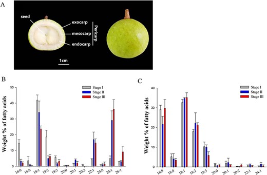 Fruits of M. oleifera and their fatty acid composition. (A) Cross section of developing fruit (Stage I: 121DAF; left); mature fruit (Stage III: 186DAF; right); (B) fatty acid composition of M. oleifera embryos; and (C) fatty acid composition of M. oleifera pericarps. Total lipid was extracted from embryos and pericarps at different development stages (Stage I: 121DAF; Stage II: 151DAF; Stage III: 186DAF). Error bars indicate ±SE (n = 3).
