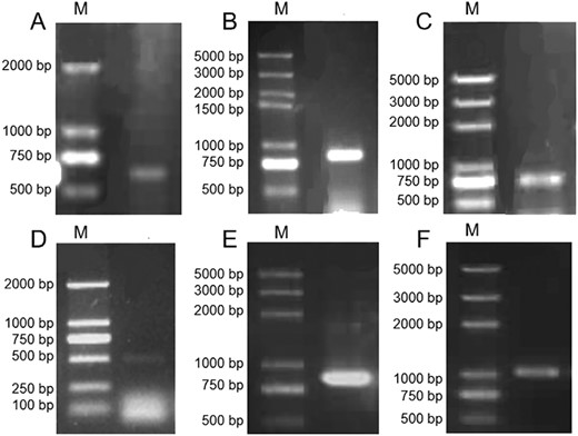 Gene cloning of M. oleifera KCS homologs. (A) Conserved region of MoKCS11; (B) RACE-PCR cloning of 3′- end of MoKCS11; (C) RACE-PCR cloning of 5′- end of MoKCS11; (D) conserved region of MoKCS4; (E) TAIL-PCR cloning of 3′- end of MoKCS4 and (F) TAIL-PCR cloning of 5′- end of MoKCS4. M: DNA marker.