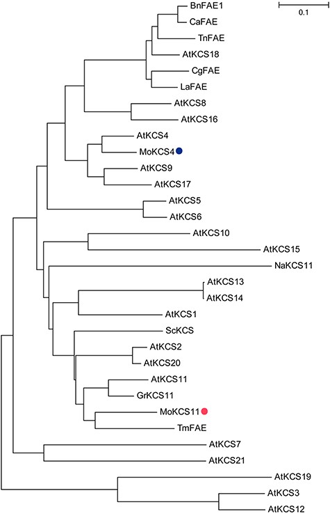 Phylogenetic tree of M. oleifera KCSs and KCSs from other species. The MoKCS4 and MoKCS11 from M. oleifera are indicated with a blue and a red dot, respectively. BnFAE1 is from B. napus; CaFAE is from C. abyssinica; TnFAE is from T. nudicaulis; CgFAE is from C. graeca; LaFAE is from L. annua; NaKCS11 is from N. attenuata; ScKCS is from jojoba (S. chinensis); GrKCS11 is from G. raimondii; TmFAE is from nasturtium (T. majus) and all others are from A. thaliana. The Neighbor-joining phylogenetic tree was drawn using default indexes of MEGA6. The bar represents an evolutionary distance of 0.1.