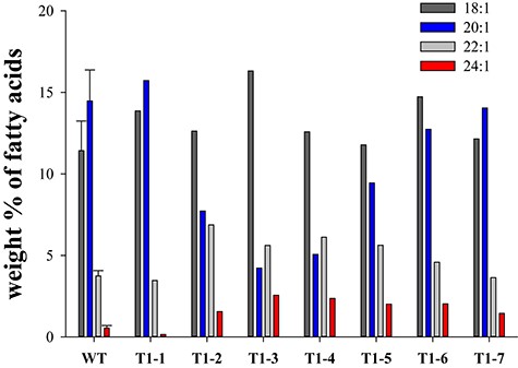 Fatty acid composition of MoKCS11 transgenic seeds of camelina. Relative proportions of 18:1, 20:1, 22:1 and 24:1 in seeds of wild type and T1 transgenic seeds expressing the MoKCS11 gene under control of the phaseolin promoter. Error bars indicate ±SE (n = 3).