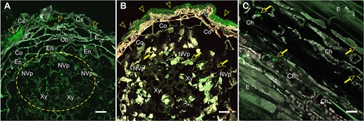 Colonization of Scots pine (Pinus sylvestris L.) roots and stem by Methylorubrum extorquens DSM13060 at 90 DPI. (A) Bacterial colonies reside in the cylindrical sheath and epidermis (arrowheads), accumulating in the non-vascular parenchyma and in the xylem vessels (circled) of root. (B) Biofilm-like bacterial growth covering the root surface (arrowheads) and individual bacterial cells in the non-vascular parenchyma. (C) Bacteria inside chlorenchymal cells (arrows) of stem. Note: The bacterial cells carrying a fluorescent GFP are visualized in bright green. Microscopic sections: Cross (A, B); longitudinal (C). Ch = chlorenchyma, Co = cortex, Cs = cylindrical sheath, E = epiderm, En = endoderm, NVp = non-vascular parenchyma, Xy = xylem. Scale bar—20 μm.