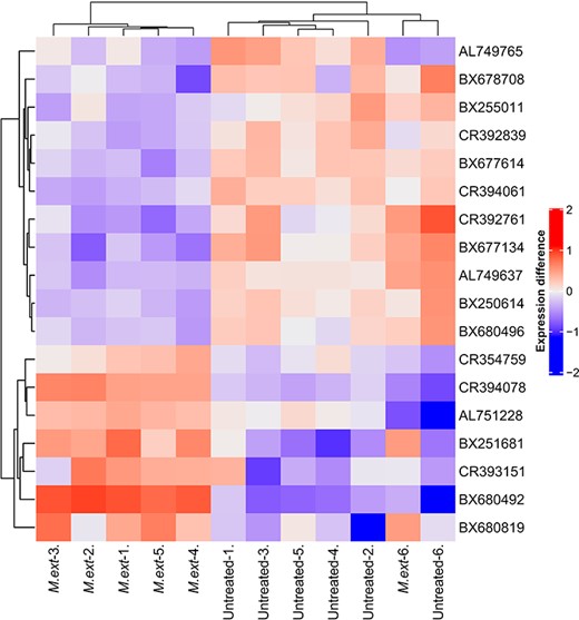 Heatmap of differentially expressed genes (adj. P < 0.01) between six replicates of Methylorubrum extorquens DSM13060-inoculated (‘M ext’) and control (‘untreated’) Scots pine seedlings. The heatmap is showing differences in expression compared with gene averages. Normalized intesites were scaled with log1p, and the gene averages were subtracted from individual expressions.