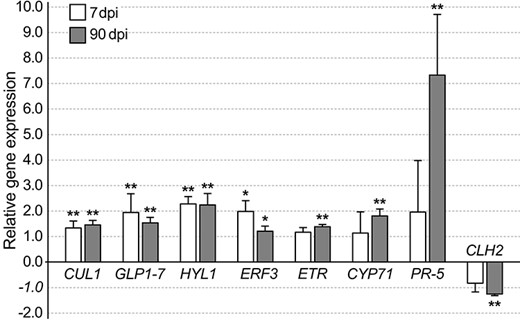 A bar graph showing normalized relative gene expression of Methylorubrum extorquens DSM13060-inoculated pine seedlings 7 and 90 DPI analyzed by real-time quantitative PCR. Fold changes are relative to GAPDH, *, P < 0.05, **, P < 0.01 indicate statistical significance between comparisons of treatment and control. CUL1 = Cullin1, CYP71 = cytochrome P450, ERF3 = ethylene-responsive transcription factor 3, HYL1 = Hyponactic leaves 1, PR-5 = pathogenesis-related protein 5.