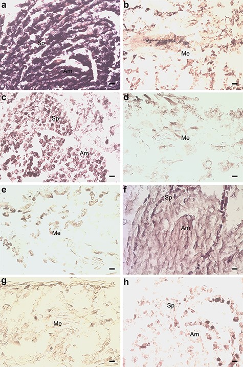 In situ hybridization of pine seedlings inoculated with Methylorubrum extorquens and controls 90 DPI. (A) Shoot tip meristem and (B) needle tissue of an inoculated seedling, hybridized with a probe specific for GLP1-7. (C) Shoot tip meristem and (D) needle tissue of a control seedling, hybridized with a probe specific for GLP1-7. (E) Needle tissue of an inoculated seedling, hybridized with a sense probe specific for GLP1-7. (F) Shoot tip meristem and (G) needle tissue of an inoculated seedling, hybridized with a probe specific for CYP71. (H) Shoot tip meristem of a control seedling, hybridized with a probe specific for CYP71. Am = apical meristem, Sp = scale primordium, Me = mesophyll, V = vascular tissue, Co = cortex, Cs = cylindrical sheath. Scale bar—20 μm.