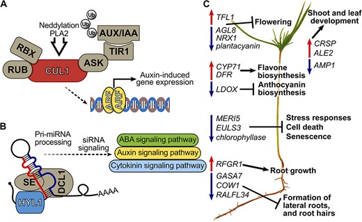 Proposed key mechanisms of Methylorubrum extorquens DSM13060 in affecting hormonal signaling of Scots pine and subsequent gene networks. (A) the bacterium induces host CUL1, potentially through phospholipase A2 enzymes or neddylation, which activates auxin signaling by submitting the AUX/IAA repressor to the ubiquitin degradation pathway. (B) Bacterial induction of HYL1 can affect auxin, abscisic acid (ABA) and cytokinin signaling via miRNA and siRNA processing. (C) Developmental genes behind flowering, root hair and lateral root formation are repressed, whereas genes for shoot and root growth are induced in pine seedlings. Biosynthesis genes of flavones are induced, and anthocyanin synthesis genes are repressed. Decreased expression of genes involved in senescence and cell death occurs in colonized seedlings potentially due to production of methyl-esterified 3-hydroxybutyrate oligomers (Koskimäki et al. 2016) and ononitol. ALE2 = abnormal leaf shape 2, ARF = auxin-responsive factor, ASK = apoptosis signal-regulating Kinase-1, AUX/IAA = auxin/indole acetic acid, COW1 = phosphatidylinositol transporter, CRSP = CO2 response secreted protease, CUL1 = Cullin-1, DCL = dicer-like 1, Pri-miRNA = primary transcript micro-RNA, RBX = RING H2-type domain, RUB = related to ubiquitin, SE = serrate protein, Ub = ubiquitin.