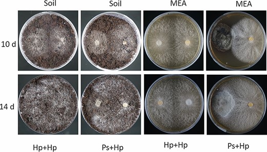 Dual cultures of H. parviporum (Hp: right-hand side) and P. sphaeroides (Ps: left-hand side) on peat-based growing media (soil) and MEA. Phialocephala sphaeroides had grown for 19 days prior to the inoculation of H. parviporum. Photos were taken 10 days and 14 days after H. parviporum colonization.