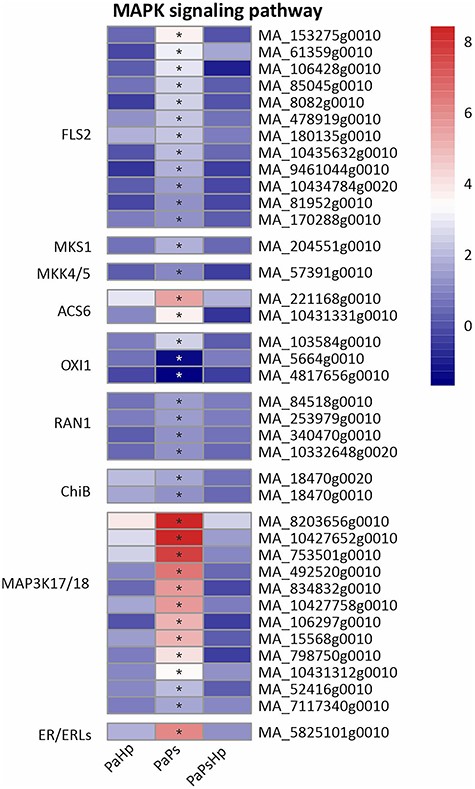 Heatmap of the expression level of genes related to MAPK signaling pathway. The expression level was measured by log2(fold change). Fold change is the ratio of FPKM of genes of infected seedlings (PaPs, PaHp, PaPsHp) to FPKM of genes of non-inoculated seedlings control. FDR adjusted P-values <0.05 are labeled with an asterisk.