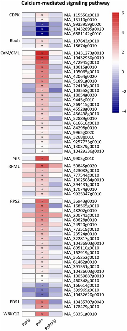 Heatmap of the expression level of genes related to Ca2+ signaling pathway. The expression level was measured by log2(fold change). Fold change is the ratio of FPKM of genes of infected seedlings (PaPs, PaHp, PaPsHp) to FPKM of genes of non-inoculated seedlings control. FDR adjusted P-values <0.05 are labeled with an asterisk.