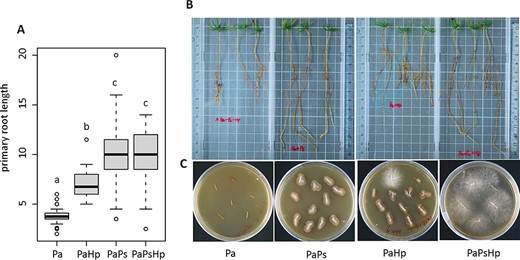 The growth of Norway spruce seedlings with fungal infection. (A) The primary root length of seedlings. (B) Effect of fungal infection on the growth of Norway spruce seedlings. (C) Fungal isolation from the infected seedlings. Pa: non-inoculated seedlings control; PaPs: P. sphaeroides-inoculated seedlings; PaHp: H. parviporum-infected seedlings; PaPsHp: H. parviporum-infected seedlings in the presence of P. sphaeroides (coinfection).