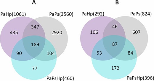 The number of genes significantly upregulated (A) and downregulated (B) during H. parviporum infection (PaHp), P. sphaeroides inoculation (PaPs) and coinfection (PaPsHp) relative to non-inoculated seedlings control (Pa).