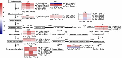 Scheme of phenylpropanoid biosynthesis pathway and the expression level of DEGs in seedlings with pathogen infection (PaHp), endophyte inoculation (PaPs) and coinfection (PaPsHp) relative to non-inoculated seedlings control. The expression level was measure by log2(fold change). Fold change is the average ratio of FPKM of genes of infected seedlings (PaPs, PaHp, PaPsHp) to FPKM of genes of non-inoculated seedlings control. FDR adjusted P-values <0.05 are labeled with an asterisk.