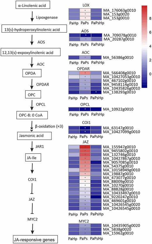 Scheme of JA biosynthesis and signaling pathway and the expression level of DEGs in seedlings with pathogen infection (PaHp), endophyte inoculation (PaPs) and coinfection (PaPsHp) relative to non-inoculated seedlings control. Fold change is the average ratio of FPKM of genes of infected seedlings (PaPs, PaHp, PaPsHp) to FPKM of genes of non-inoculated seedlings control. FDR adjusted P values <0.05 are labeled with an asterisk.
