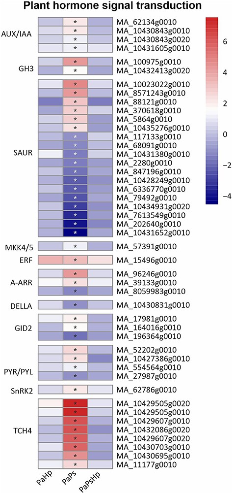 Heatmap of the expression level of genes related to plant hormone signal transduction. The expression level was measured by log2(fold change). Fold change is the ratio of FPKM of genes of infected seedlings (PaPs, PaHp, PaPsHp) to FPKM of genes of non-inoculated seedlings control. FDR adjusted P-values <0.05 are labeled with an asterisk.