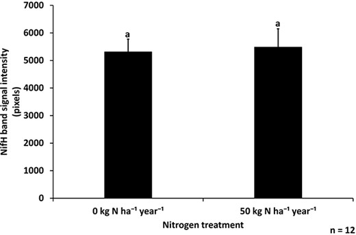 NifH band signal intensity for immunodetection with anti-NifH antibody (mean + SE), indicating the presence of nitrogenase enzyme in 1-year-old Scots pine needles from trees grown in control and nitrogen-fertilized plots (0 and 50 kg N ha−1 year−1, respectively) (n = 12 per treatment, two-sample t-test P = 0.84, bars with different letters are significantly different).