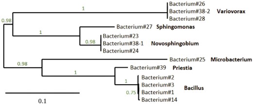 A phylogenetic tree (produced using Phylogeny.fr) of the 13 potentially nitrogen-fixing bacteria, based on 16S rRNA sequencing. The numbers represent the likelihood-ratio test values of the branching points.