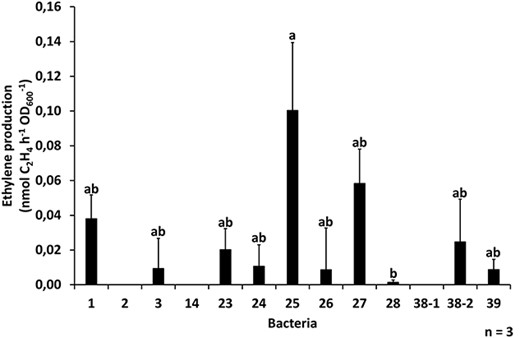 The nitrogenase activity, measured indirectly through ethylene production, of liquid cultures of 13 isolated bacteria (mean + SE). Bars with different letters are significantly different (one-way ANOVA followed by Tukey HSD test, P < 0.05).