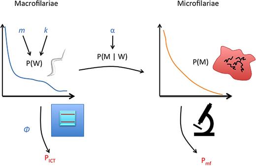 Overview of statistical model. The parameters mean worm burden m and aggregation of adult worms  k w in the population are used to construct the probability of an individual having a given worm burden P(W). The microfilariae (mf) production and detection parameter α is used to informs the probability of a given mf count conditional on a given worm load P(M | W). These two probabilities are combined to produce the mf distribution in the population P(M). The prevalence of antigen positives  p ICT are then based on the probability of a non-zero worm load with the test sensitivity φ . The prevalence of mf positives in the population are similarly calculated as the probability of an individual having a non-zero number of mf detected. 