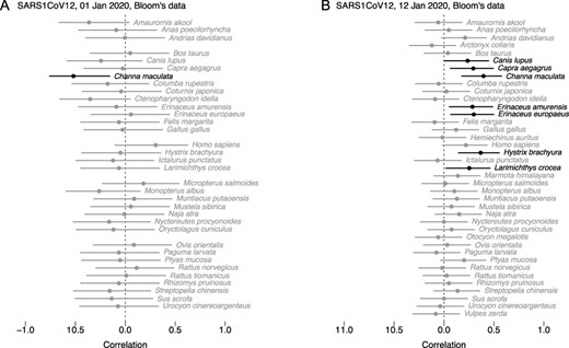 Pearson correlations on log proportion of total reads between SARS-CoV-2 and chordate species; points in black correspond to statistically significant values (p < 0.05). (A) Samples collected on January 1st 2020; sequenced samples were all PCR-positive (n = 25). (B) Samples collected on January 12th 2020; all samples were sequenced (n = 70). Data: Bloom (2023b).