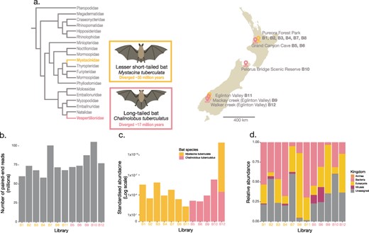 (a) A cladogram (left) illustrating the evolutionary relationships of bat families within the Chiroptera order. The M. tuberculata species is a part of the Mystacinidae, which diverged from other bats approximately 35 million years ago (Den Bussche RA and Hoofer 2000; Hayman and Knox 2021) while the Vespertilionidae, includes the C. tuberculatus species which is believed to have diverged from other species within the Vespertilionidae approximately 17 million years ago (Dool et al. 2016). A map of New Zealand (right) indicating the sampling locations and roosts of pooled bat guano samples. Bat illustrations were provided by Hamish Thompson and were used with permission. (b) Total paired-end sequencing reads from bat guano metatranscriptome libraries. (c) Standardised abundances of host M. tuberculata and C. tuberculatus contigs across the bat guano metatranscriptome libraries. (d) Relative abundance of the standardised abundances of archea, bacteria, eukaryota, viruses, and unassigned contigs, based on the BLASTn sskingdom function. The total estimated abundances across each library were first standardised by the total number of reads within each library before being normalised by the total standardised abundance within a given library. Refer to Supplementary Table 1 for exact viral relative abundance values.