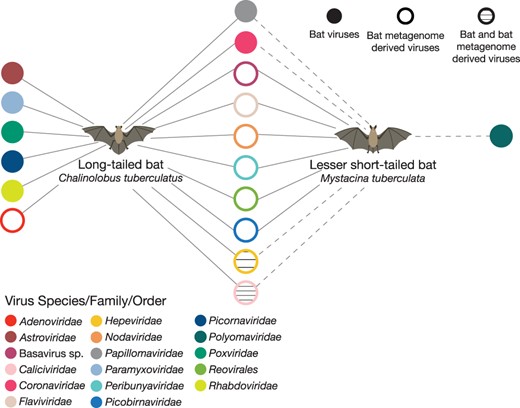 Bipartite network depicting viral families detected in guano samples from long-tailed and lesser short-tailed bats. Where viral families are shared between both long-tailed and lesser short-tailed bats the networks between the two bat species are connected. The dashed line indicates viral transcripts identified in previous studies in lesser short-tailed bats (Hall et al. 2014; Wang et al. 2015; Tortosa et al. 2023). Filled circles represent bat viral contigs for a given viral species/family/library, whereas open circles represent bat metagenome-derived viral contigs where the true host of the viruses remains unclear.