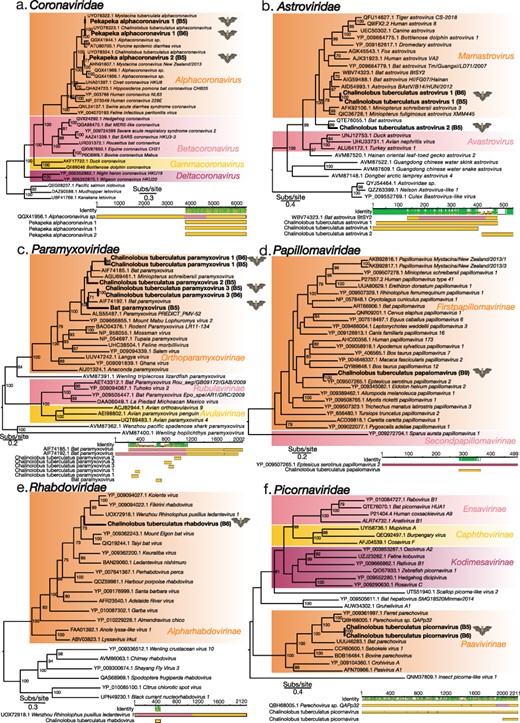 Maximum-likelihood phylogenetic trees of representative viral transcripts containing the RdRp from the families (A) Coronaviridae, (B) Astroviridae, (C) Paramyxoviridae, (E) Rhabdoviridae, and (F) Picornaviridae, and (D) the major capsid protein from the Papillomaviridae. Bat viruses identified in this study are in bold, while known genera and subfamilies are highlighted. Branches are scaled to the number of amino acid substitutions per site. All phylogenetic trees, with the exception of that of the Coronaviridae which was manually rooted, were midpoint rooted. Nodes with ultrafast bootstrap values of >70 per cent are noted. Below each phylogenetic tree is the genomic organization that shows the closest BLASTp hit, with the polymerase or capsid region highlighted. Novel bat viral contigs have been aligned to the closest BLASTp hits and the mean pairwise identity of the alignment as well as the amino acid length of the alignment are shown.