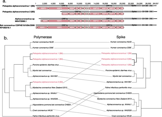Genome organisation of bat alphacoronaviruses (a). Bat coronavirus CDPHE15/USA/2006 (KF430219.1) had previously been annotated to depict the positions of the mature peptides within the ORF1a and ORF1b regions. The annotated bat coronavirus CDPHE15/USA/2006 (KF430219.1) was used as a guide to indicate the position of the mature peptides within Alphacoronavirus sp. isolate WAAlc1 (MK472071.1), Pekapeka alphacoronavirus 2 (B6) and Pekapeka alphacoronavirus 1 (B5). (b) Tanglegram of midpoint rooted phylogenetic trees of the polymerase (ORF1b) and spike protein of alphacoronaviruses on the right.