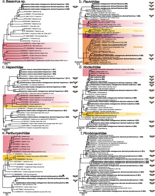 Maximum-likelihood phylogenetic trees of representative viral transcripts containing RdRp from the viral species and families (a) Basavirus sp., (b) Flaviviridae, (c) Hepeviridae, (d) Nodaviridae, (e) Peribunyaviridae, and (f) Picobirnaviridae. Bat metagenome-derived viruses identified in this study are in bold while viral genera, subfamilies, and orders are highlighted. The flame symbol highlights a viral contig that was identified using a protein structural similarity-based approach rather than an amino acid sequence similarity based approach. Branches are scaled to the number of amino acid substitutions per site. All phylogenetic trees have been midpoint-rooted. Nodes with ultrafast bootstrap values of >70% are noted.
