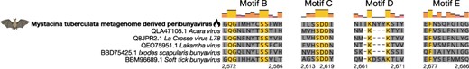 Amino acid alignment of reference Peribunyaviridae RdRp sequences and the novel and highly divergent Mystacina tuberculata metagenome-derived peribunyavirus (bold) showing motifs B–E. The MAFFT alignment and the L-INS-I algorithm were selected to align the sequences in Geneious Prime (Katoh et al. 2002). The flame symbol highlights that the Mystacina tuberculata metagenome-derived peribunyavirus was identified using a protein structural similarity-based approach rather than an amino acid sequence similarity-based approach.
