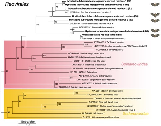 Midpoint-rooted maximum likelihood phylogenetic tree of representative viral transcripts containing RdRp from the Reovirales order. Bat metagenome-derived viruses identified in this study are in bold while viral families are highlighted. Branches are scaled to the number of amino acid substitutions per site. Nodes with ultrafast bootstrap values of >70% are noted.