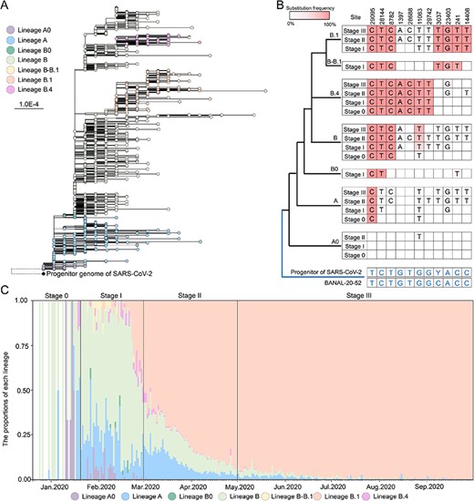 Phylogeny and mutational landscape of SARS-CoV-2 variants and their dynamic at the beginning of COVID-19 outbreak. (A) The maximum-likelihood tree of 1,704 SARS-CoV-2 genomes collected here (coverage >27,500) and retrieved from NCBI and GIASID (see ‘Materials and methods’ section) during stage 0 and stage I, with the progenitor genome of SARS-CoV-2 as outgroup. Here, we only displayed one scenario that lineage A0 was located at the root of SARS-CoV-2 phylogeny, while the other three possible scenarios were shown in Supplementary Fig. 4. Notably, the branch to the outgroup was not drawn to scale. (B) The mutation landscape of each lineage at eleven lineage-associated sites during stages 0–III. The schematic tree on the left illustrates the phylogenetic relationships between the progenitor and different lineages of SARS-CoV-2. The substitution frequencies were indicated by different shades of red. Empty squares indicate that no substitution occurred at that position in the corresponding lineage and stage. (C) The dynamic of lineages A0, A, B0, B, B.4, B–B.1, and B.1. The daily proportion of lineages was calculated based on the number of genomes collected for each lineage per day. Notably, due to the low number of sequences at the beginning of stage 0, the proportions plotted were likely quite noisy.