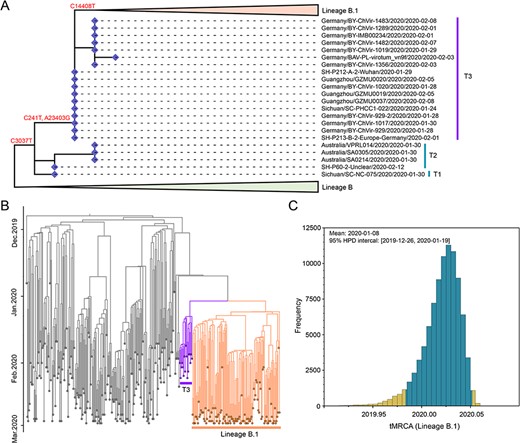The evolution trajectory of lineage B.1. (A) The detail phylogeny of lineages B, B–B.1, and B.1. This is a magnification of phylogenetic tree of Fig. 3A, with all genomes except for lineage B–B.1 were collapsed. (B) Time-scaled Bayesian phylogenetic analysis of 336 representative SARS-CoV-2 genomes. Sequences in lineage B.1 and the group T3 were marked with different colors. (C) Estimates of the time of the most recent common ancestor (tMRCA) of lineage B.1.
