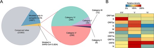 Mutational landscape of SARS-CoV-2 compared to coronaviruses in bats and pangolins. (A) The comparison and classification of 27,904 sites among coronaviruses from three hosts. All the sites were classified according to the consistencies or differences of the nucleotides among SARS-CoV-2, pangolin-CoVs, and bat-CoVs. (B) The relative density of nucleotide sites in different categories across each gene of SARS-CoV-2. We set the density of sites that evenly distributed across the genome to 100 per cent.