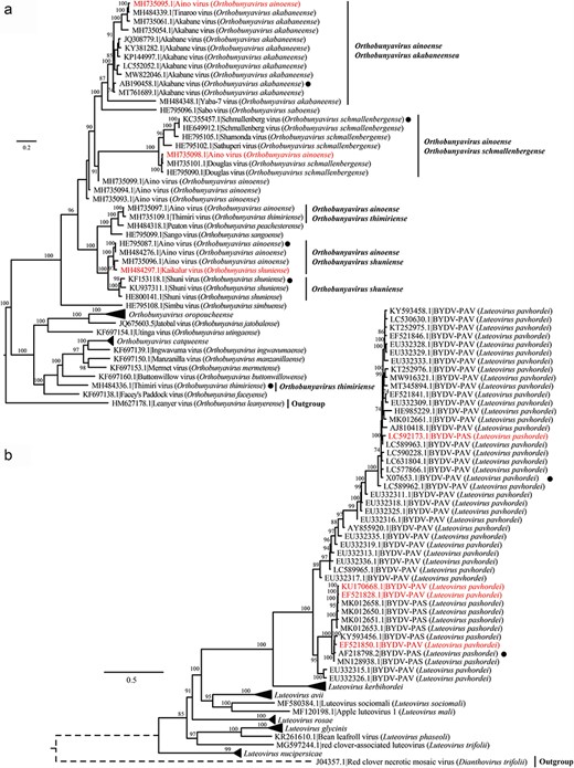 Phylogenetic analysis of representative virus strains and potentially misassigned viruses within the same vOTU. Phylogenetic analysis of RdRp nucleotide sequences from (a) O. ainoense, O. shuniense, O. schmallenbergense, O. thimiriense, and O. akabaneense and other representative species within the same virus genus; (b) L. pashordei and L. pavhordei and other representative species within the same virus genus. Multiple sequence alignment was performed using MAFFT, and the aligned sequences were used to infer maximum likelihood phylogenetic trees. Only bootstrap values >70% are shown. Potentially misassigned sequences were marked in red, and the ICTV exemplar sequences are highlighted with black dots.