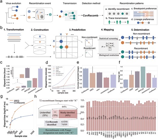 The framework and performance of the CovRecomb method. (a) Graphical illustration of the application of the CovRecomb method. (b) Schematic diagram of the framework of the CovRecomb method. (c) Comparison of the elapsed time of five recombination detection methods in identifying 72 sequences from 72 kinds of recombination lineages. The time was averaged from five independent trials, and the bars represent the standard deviation. (d) Comparison of the elapsed time of the CovRecomb, 3SEQ, rebar, RIPPLES, recombinhunt, and VirusRecom methods for different sample sizes. (e) Comparison of the accuracy of parental lineages for identified recombinants among the CovRecomb, 3SEQ, rebar, recombinhunt, and VirusRecom methods. The value is averaged from five independent trials and the bars represent the standard deviation. The reason for not comparing the accuracy of the RIPPLES method is that RIPPLES identifies recombinant parental nodes rather than lineages, making a direct comparison with other methods in the study unfair. (f) Comparison of the coverage rate for a given number of recombinants among the CovRecomb, 3SEQ, rebar, RIPPLES, recombinhunt, and VirusRecom methods. The value is averaged from five independent trials and the bars represent the standard deviation. (g) Comparison of the elapsed time of the CovRecomb (blue) and 3SEQ (orange) methods. The time is averaged from five independent trials and measured using the log10 transformed millisecond. (h) Evaluation of CovRecomb in manually curated SARS-CoV-2 recombinant lineages. There were 72 kinds of recombinant lineages that started with “X” and were enrolled in the analysis; 35 kinds could be mostly (≥77% genome) identified, and 11 kinds could be preliminarily (0–22% genome) identified. The x-axis of the right bar chart is the 35 most identified recombinant lineages, the y-axis represents the identified proportion, and the text on each bar shows the number of genomes identified by CovRecomb. ***: Preliminary identified.