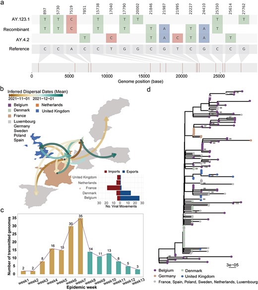 A novel interlineage recombinant transmitted across 10 European countries. (a) The mosaic plot of a representative recombinant event. (b) The spatiotemporal dispersal pattern of the interlineage recombination event. The dissemination and source‒sink dynamics aggregated in 10 European countries for the recombination event determined from ancestral state reconstruction analysis. The arrows denote the direction of virus movement, and the curves linking any two locations are colored according to the mean dates of all viral movements inferred along this route. The absolute numbers of importation and exportation events for each country are shown in a horizontal bar chart. The five countries with bright colors on the map represent the countries with simultaneous virus imports and exports, while the other five countries colored gray on the map represent only virus imports. (c) The temporal distribution of the 162 transmitted recombinant sequences. The brown and green bars represent those recombinants sampled in the growth or reduction state of transmission, respectively. (d) Phylogenetic tree constructed based on the 162 recombinant sequences originating from recombination events between lineage AY.123.1 and lineage AY.4.2. Branches with bootstrap values of more than 90% are labeled by their absolute value.