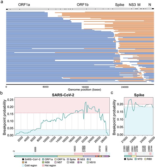 Mosaic genome structures and recombination hotspots for SARS-CoV-2 recombinants. (a) The mosaic genome structures of 104 independent recombination events with high confidence and transmission display inferred parental lineage mutations, blue segments near the 5’ terminus, orange segments elsewhere, ambiguous gaps for potential recombination breakpoints, and genomic compositions noted at the top. (b and c) Identification of the recombination hotspots for 939 independent recombinant events with higher confidence. The density curve of breakpoint probability among the whole genome (b) or the spike gene (c) of SARS-CoV-2. The y-axis represents the probability for each site to be a breakpoint among the 939 recombinants. Areas of breakpoint hotspots are colored red, and coldspots are colored blue. At the bottom, hotspots of the whole genome (left) or the spike gene (right) are shown and annotated against the encoded proteins.