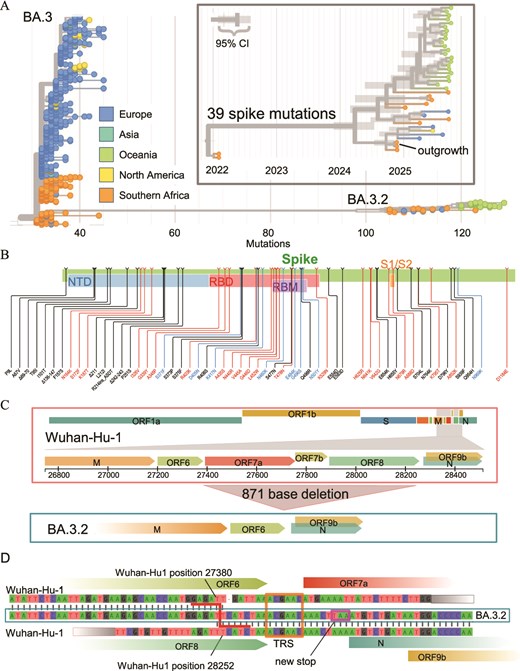 Geographic origin of BA.3.2. (A) Phylogenetic tree of sequences by geographic origin from BA.3 sequences sampled in late 2021/early 2022 and BA.3.2 sequences from 2024 to 2025. BA.3.2 is most closely related to BA.3 sequences from Southern Africa, and basal BA.3.2 sequences also originated in Southern Africa. Inset: time-scaled phylogeny, showing that the common ancestor of BA.3.2 sequences likely circulated in the first half of 2024. (B) Summary of amino acid substitutions, insertions, and deletions in the spike of the inferred root of BA.3.2 relative to the Wuhan-Hu1 reference. (C( The 871 bp deletion in BA.3.2, which removes ORFs 7a, 7b, and 8. (D) Genetic context of the large deletion removing ORFs 7a, 7b, and 8. The BA.3.2 genome (middle) aligns with the reference until reference position 27 380 (top) at the end of ORF6. Then, the sequence switches to reference position 28 252 at the end of ORF8. ORF6 is terminated by a new stop codon immediately in front of the start of ORF N (purple box). Deletions in this area are likely facilitated by transcription regulatory sequence (TRS, orange box) identity.