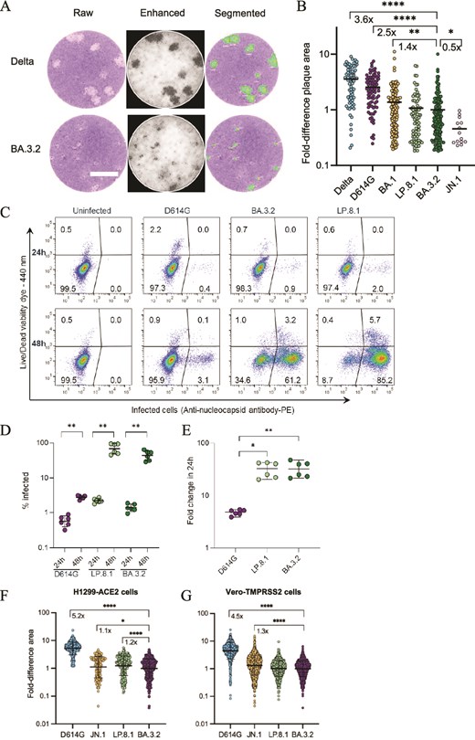 BA.3.2 infection in cell culture. (A, B) H1299-ACE2 cells were infected with Delta, D614G, BA.1, BA.3.2, LP.8.1, and JN.1 viruses and plaques resulting from infected cell death were quantified 72 h postinfection. Image analysis is shown in (A), and plaque sizes per strain normalized by the geometric mean plaque size for BA.3.2 are shown in (B). Bars are geometric means of fold difference versus BA.3.2. Plaque numbers are n = 76 for Delta, n = 82 for D614G, n = 141 for BA.1, n = 76 for LP.8.1, n = 159 for BA.3.2, n = 14 for JN.1 from three independent experiments. *P = .04, **P = .001, ****P < 10−4 determined by the Wilcoxon test with Benjamini–Hochberg multiple hypothesis correction. Bar is 2 mm. (C) Representative dot plots of infected cells detected using anti-SARS-CoV-2 nucleocapsid antibody staining followed by flow cytometry 24 and 48 h postinfection (x-axis), with the y-axis showing live versus dead cells. (D) Quantified percentage of infected cells at 24 and 48 h for D614G, LP.8.1, and BA.3.2 infections. Bars are medians and error bars are 95% confidence intervals from three independent experiments with three repeats each. **P = .002 by two-tailed Mann–Whitney test. (E) Fold change in infected cells quantified as the proportion infected at 48 h divided by the median proportion of infection at 24 h. *P = .01, **P = .009 by the two-tailed Kruskal–Wallis test with Dunn multiple hypothesis correction. (F) Fold-difference in focus area relative to BA.3.2 focus geometric mean area in H1299-ACE2 cells. (G) Fold difference in focus area relative to BA.3.2 focus geometric mean area in Vero-TMPRSS cells. *P = .03, ****P < 10−4 determined by the Wilcoxon test with Benjamini–Hochberg multiple hypothesis correction.
