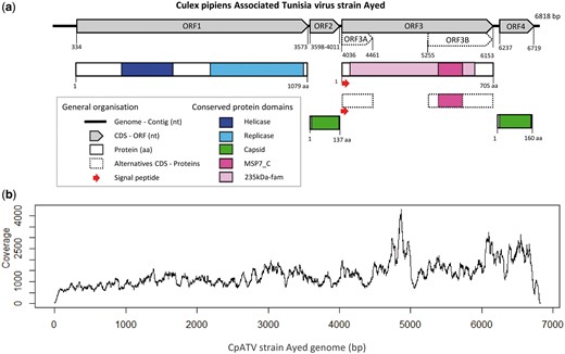  Culex pipiens associated tunisia virus (CpATV) characteristics. (a) Genome organization of CpATV with conserved domains and predicted ORFs. (b) Read coverage of CpATV_Ayed genome.