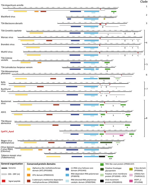  Comparative genomics of Culex pipiens associated tunisia virus (CpATV) genome and related virus genomes. The fourteen new insect viruses are from Webster et al. (2015, 2016) and the outgroups are Citrus leprosis virus C RNA1 (Cilevirus), Negev virus (Nelorpivirus), tobacco mosaic virus (Tobamovirus, Virgaviridae). Sequences details and GenBank accessions numbers are available in Supplementary Table S6.