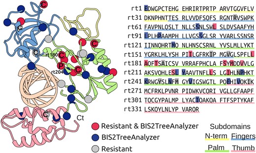 Known and predicted drug-resistance positions in the RT domain. Structural and linear representation of known and predicted drug-resistance positions: eleven known drug-resistance positions detected as coevolving by BIS2TreeAnalyzer (red), sixteen positions detected by BIS2TreeAnalyzer as coevolving with known drug-resistance mutations (blue), eight drug-resistance positions not detected as coevolving by BIS2TreeAnalyzer (grey). (Left) Model of the RT domain, known to interact with the native hybrid DNA-RNA substrate, shown in ribbon representation with residues of known and predicted drug-resistance positions represented as spheres. For LMV primary (P) and compensatory (C) mutation are indicated. Note that only one compensatory mutation (rtL180) is at physical contact distance of the primary (rt204). (Right) amino acid sequence of the RT model, positions are highlighted using the same colour code as on the left. Molecular representation and structural analyses were performed with the UCSF Chimera package (Pettersen et al. 2004).