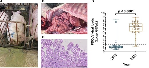 The naturally infectious status of PDCoV in the pig farm. A. An example of one PDCoV-infected sow, which manifested lethargy and severe watery diarrhea. B. Gross morphology of small intestine from a PDCoV-confirmed piglet. C. Microscopic lesions on the tissue section of jejunum from a PDCoV naturally infected piglet. D. Mean levels of PDCoV viral loads were detected by RT-qPCR between 2015 and 2021.The mean values of PDCoV GE were log10 transformed and presented as GE/µl. The limit of detection for RT-qPCR was 1.68 log10 GE/µl marked as the dotted line. PDCoV viral loads in 2015 and 2021 were as follows, 1.57 ± 1.69 and 6.09 ± 1.69 log10 GE/µl, respectively. Error bars indicated standard deviations.