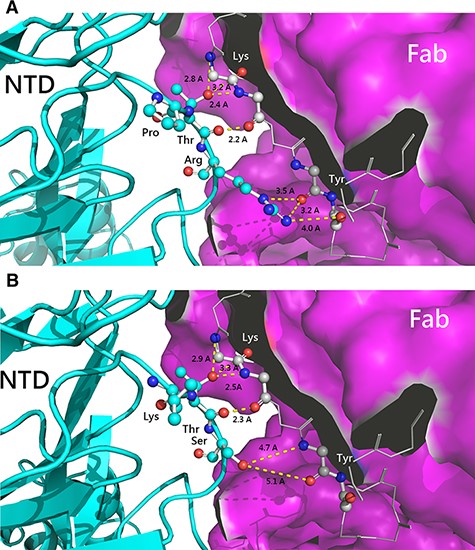 The combination capability of amino acid variation of the infectivity-enhancing site on the spike protein of SARS-CoV-2. Structural changes as a result of A. PTR epitope replacement of the 110-504 strain and B. LTS epitope of the 104-553 strain. NTD: N-terminal domain of spike protein and Fab: the antigen-binding fragment of infectivity-enhancing antibody.